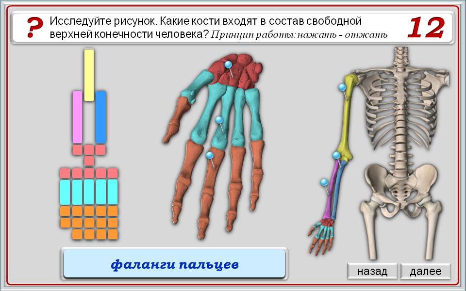 Лабораторная работа скелет человека. Лабораторная работа строение скелета человека. Практическая работа изучение строения скелета человека. Лабораторная работа скелет человека 8 класс.