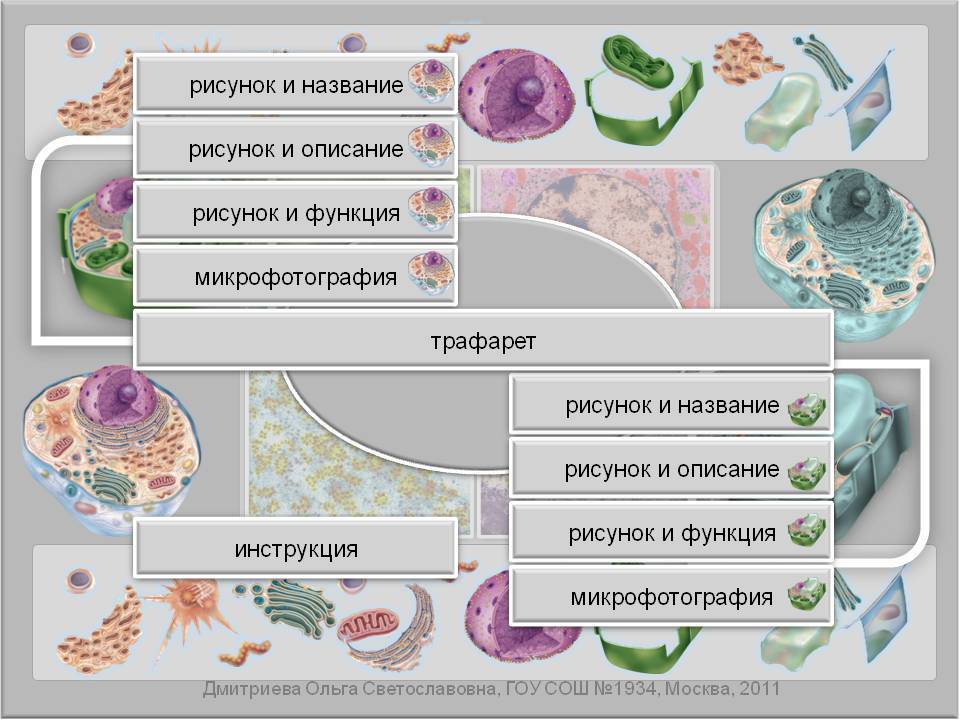 Сколько клеток на каждом рисунке