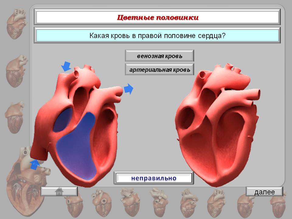 Тест строение сердца