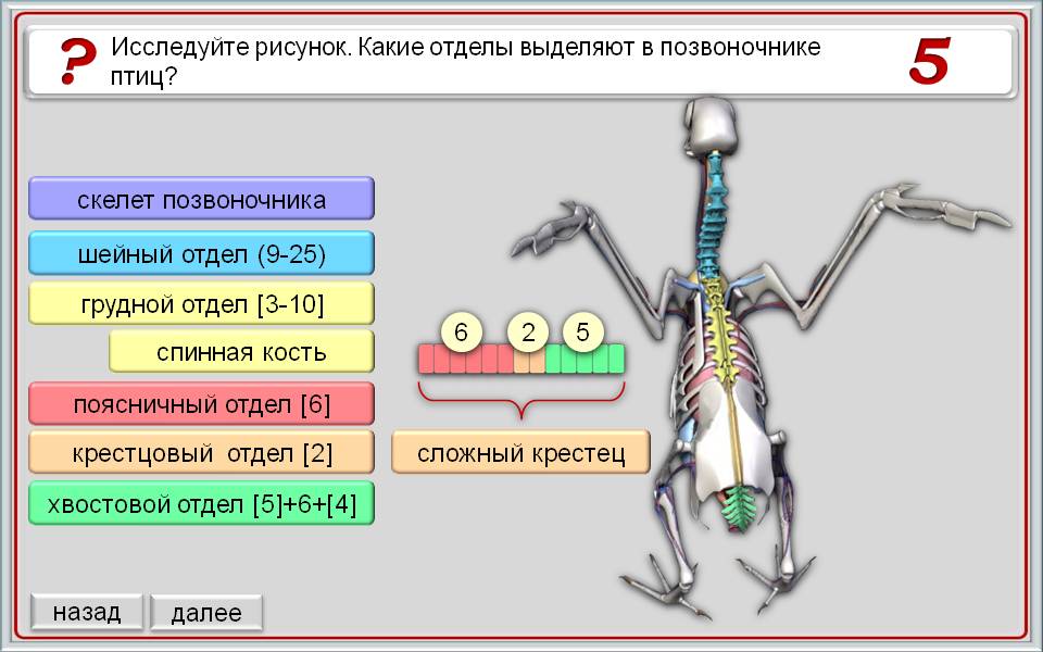 Поясничный отдел позвоночника птиц