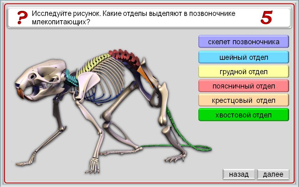 Лабораторная работа скелет млекопитающих. Строение скелета млекопитающих 7 класс биология. Отделы скелета млекопитающих 7 класс. Осевой скелет млекопитающих. Скелет млекопитающих кратко.