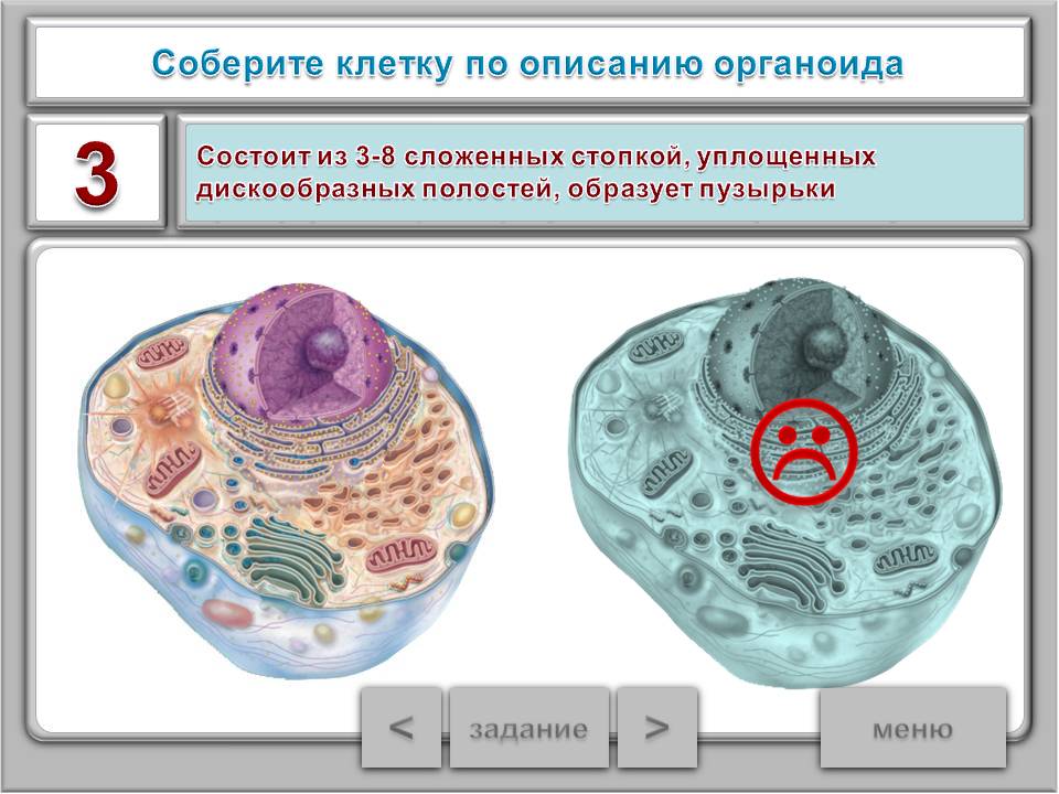 Описание клеток