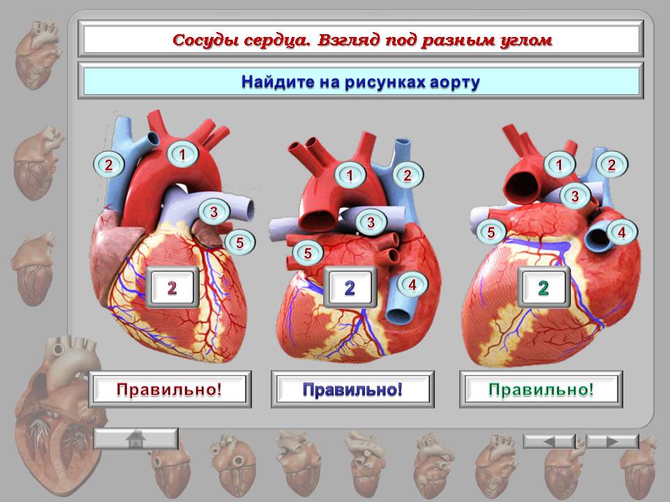 Карта сердца